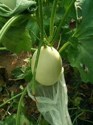 壽光田馬果菜市場(chǎng) 常年代收優(yōu)質(zhì)瓜果蔬菜，新鮮直供批發(fā)